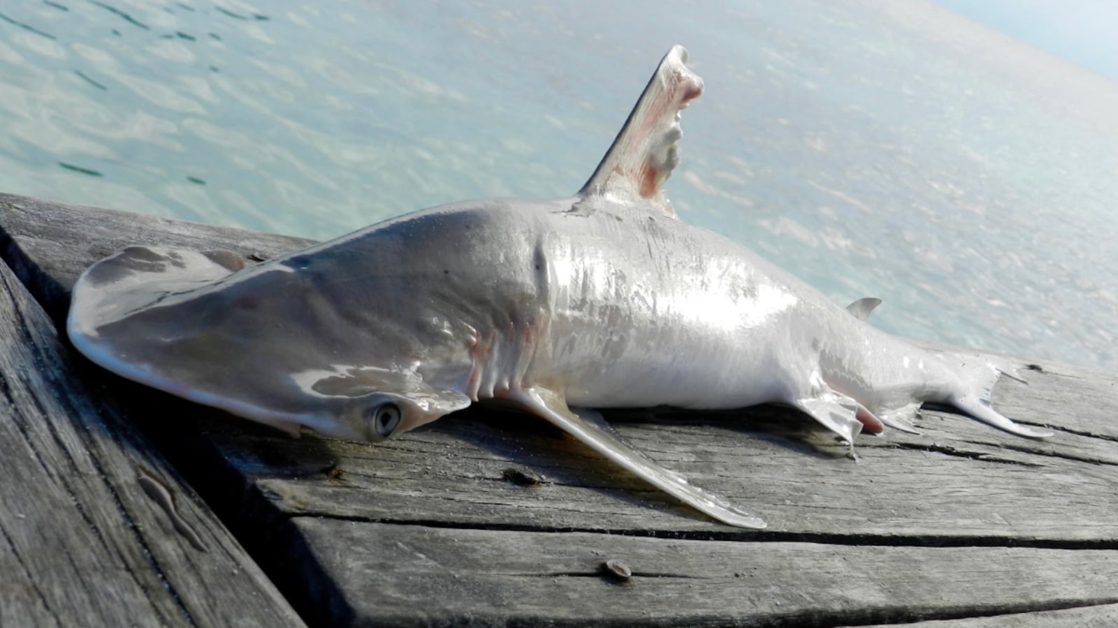 Scientists Identify New Species Of Shark Name It After Microsoft Co scientists-identify-new-species-of-shark-name-it-after-microsoft-co