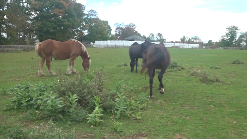 Horses living at Peace Ridge Sanctuary