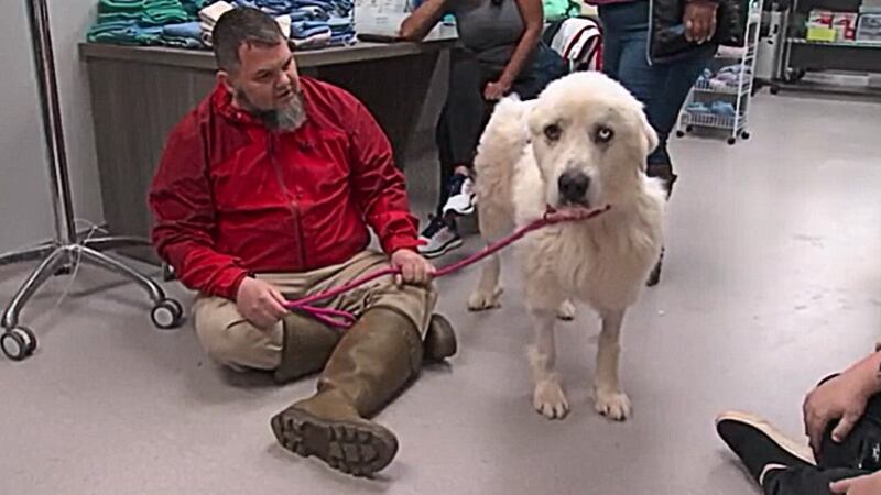 Great Pyrenees who fended off pack of coyotes in Decatur nominated for Farm Dog of the Year.