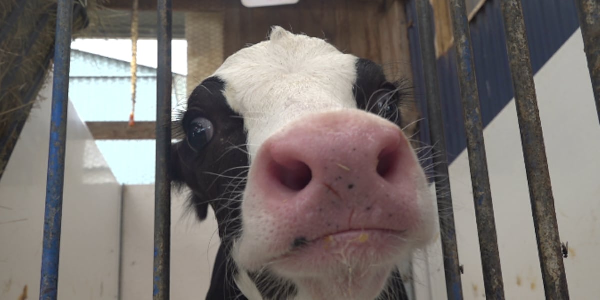 How ‘udderly' adorable calves are teaching classrooms about dairy farming