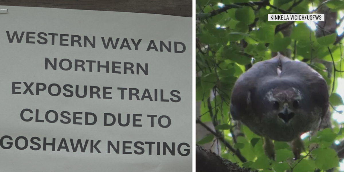 Rare hawk attacks runner in Augusta, closing trails and intriguing researchers