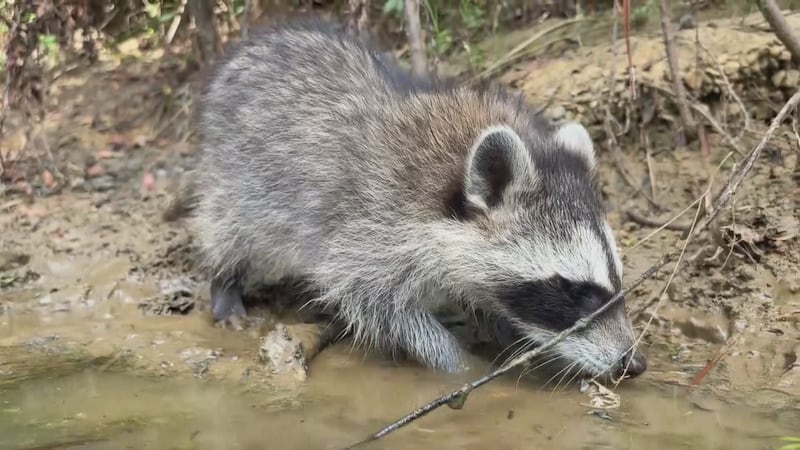 Oral rabies vaccine baits to be released for raccoons in Aroostook County.