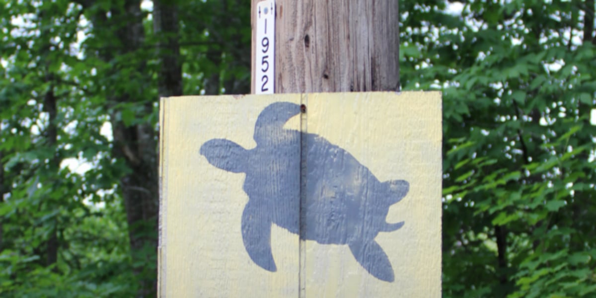Watch for turtles on the road as nesting season winds down
