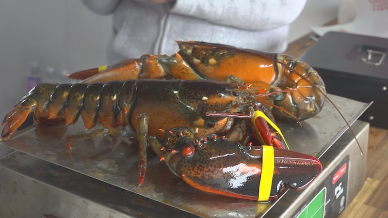 Gove Fisheries is now bringing classic Maine crustaceans to the Bangor Farmers Market