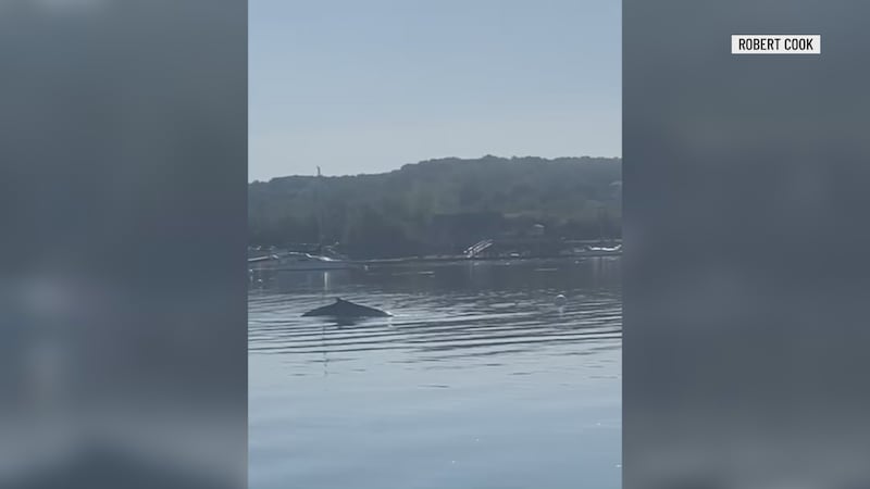 A humpback whale spotted by New Hampshire residents Katrine Barclay & Robert Cook