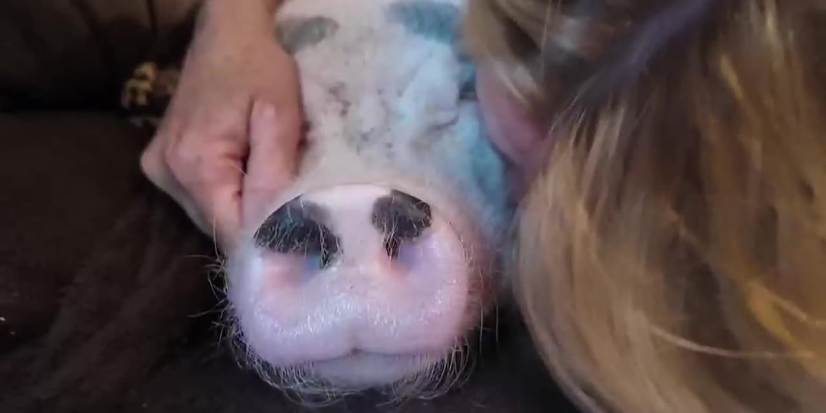 Emotional Support Pig in Auckland Faces Eviction: Family Battles Health Department Over Beloved Pet