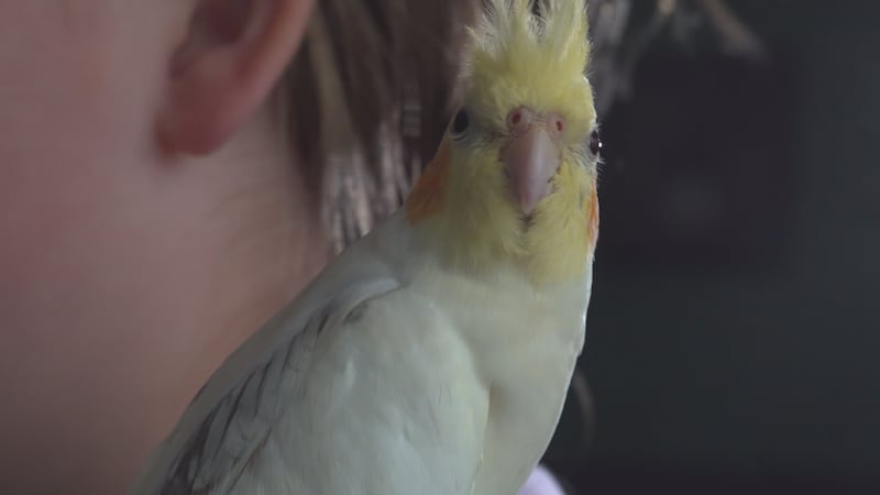 Sunny flew three miles after taking off from home and landing at Fielder's Choice, a place...