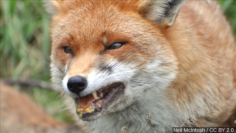 Fox in Bath tests positive for rabies