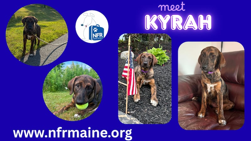 4 month old Kyrah is a mix of golden retriever, bully and Siberian husky.