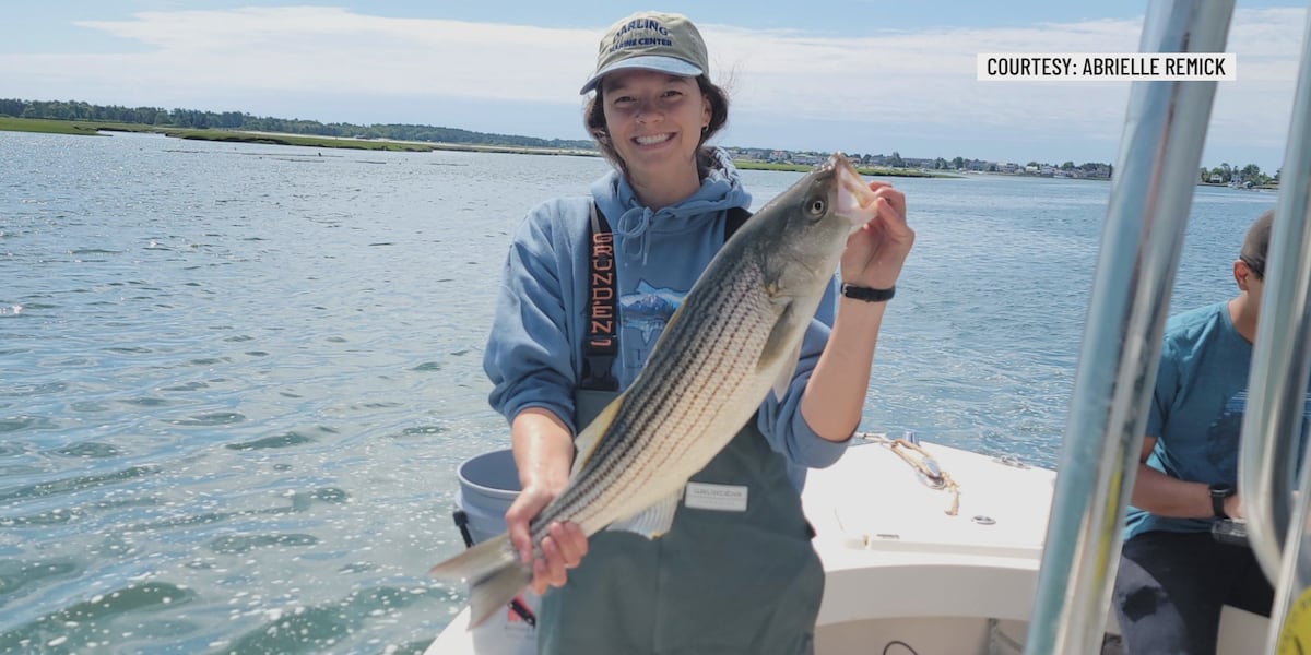 UMaine researchers seeking striped bass remains to study fish’s diet