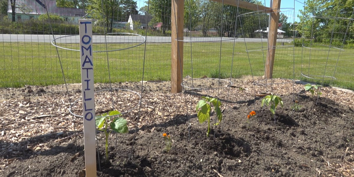 Stockton Springs Community Garden grows food and connections in second year