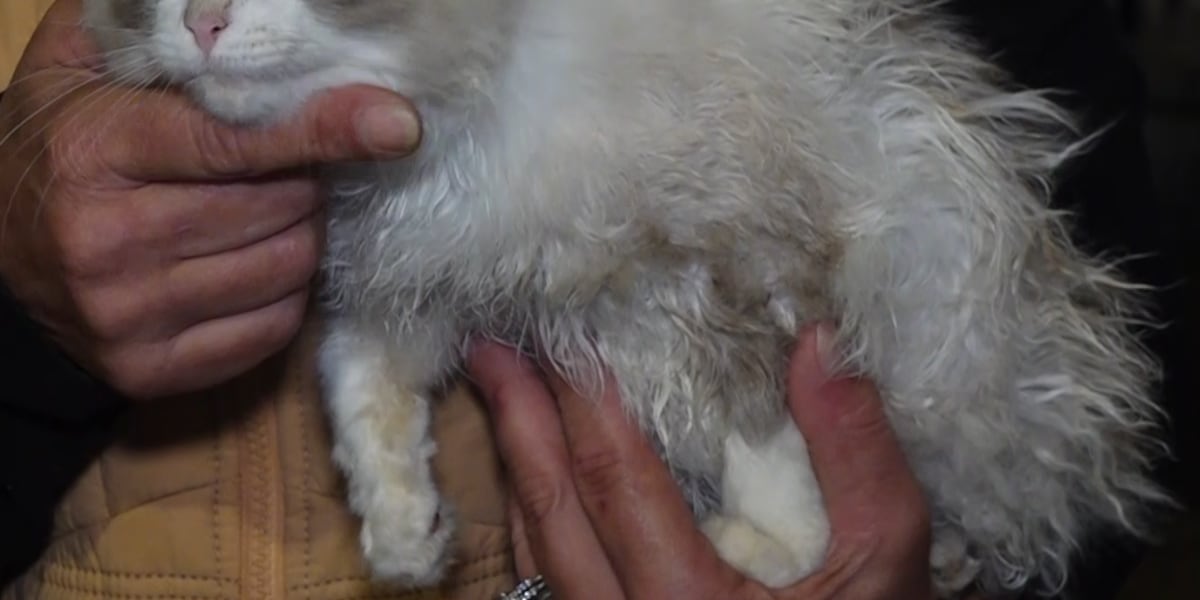 Kitten rescued from transfer station dumpster in Somerset County