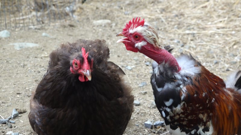 Chickens are one of the many animals folks can interact with at Anchor ME Harbor.