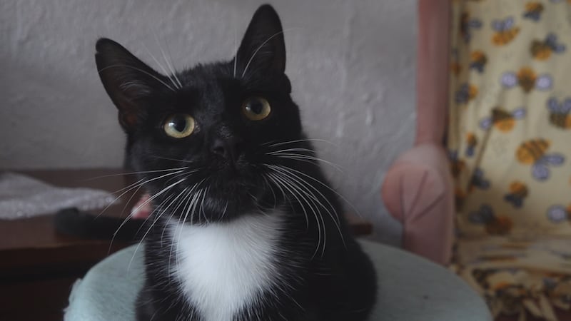 Cat cafe