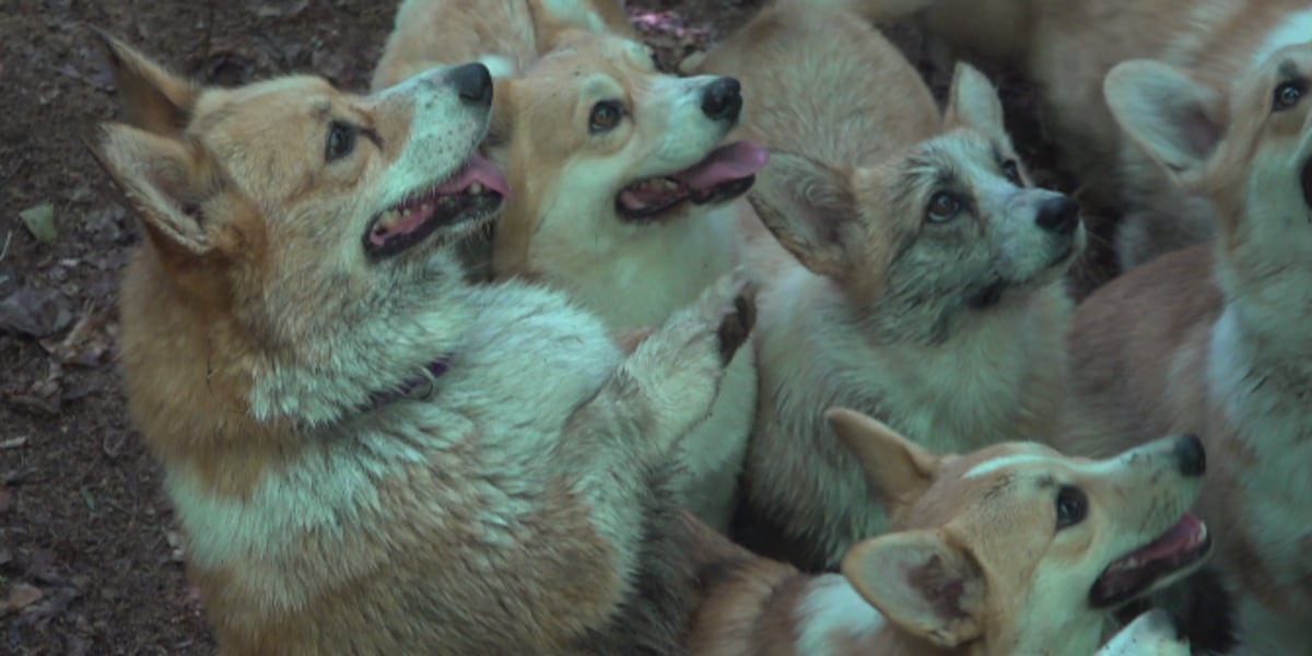 Corgi wonderland: Meet the ‘fairy steeds' guiding Maine enchanted forest hikes