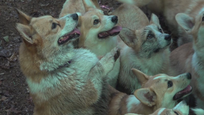 White says a majority of the corgis on the forest hikes were born under her care.