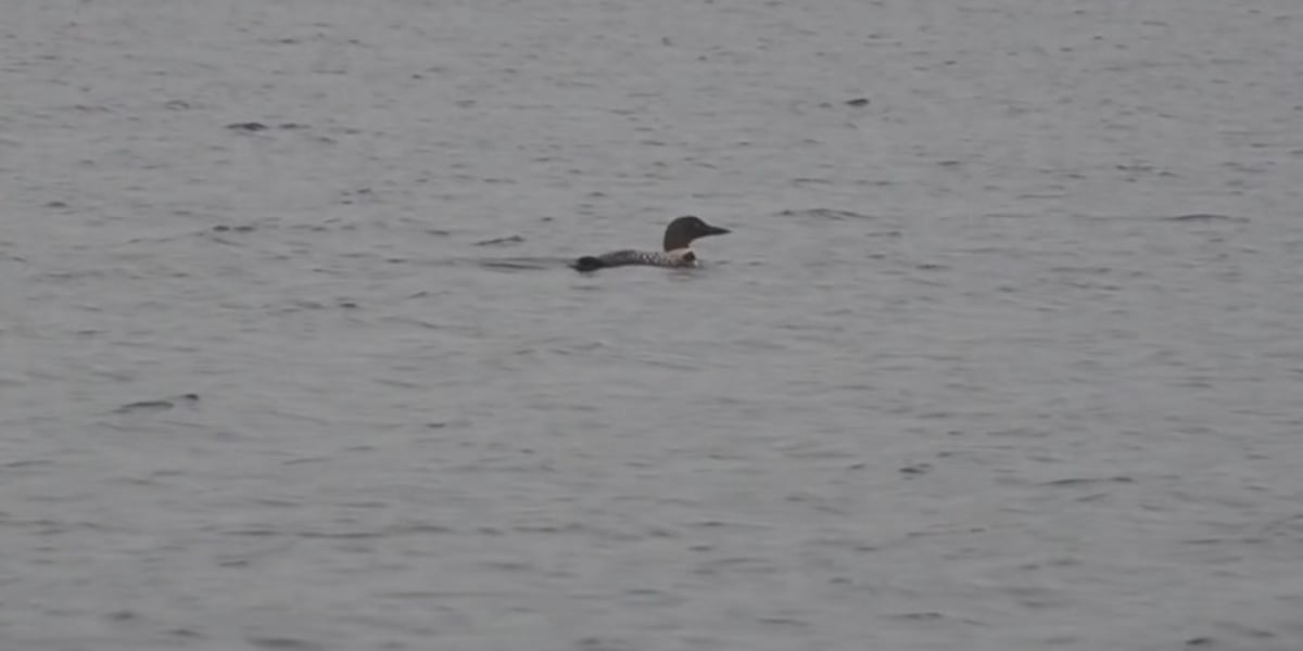 Maine Audubon loon count returns Saturday
