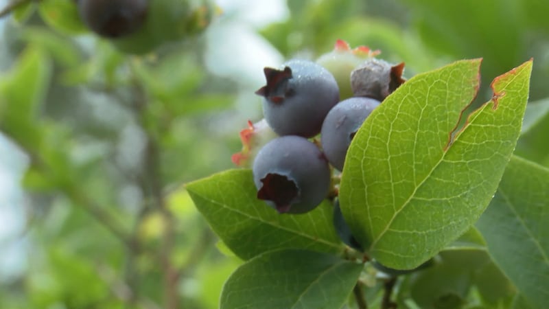 Blackbirds and Blueberries
