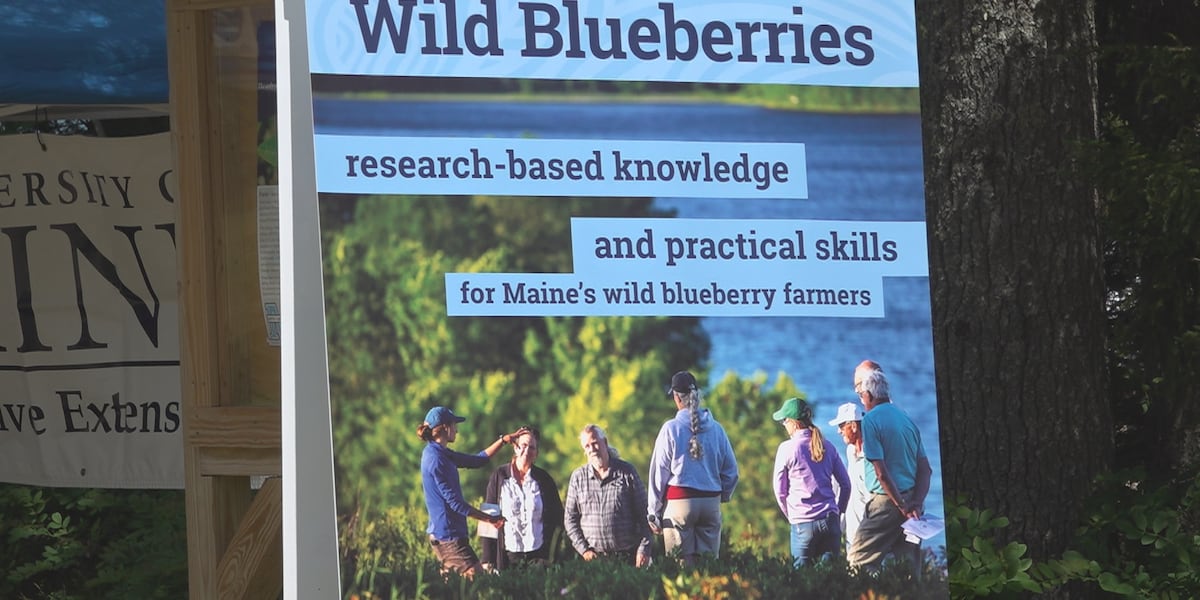 UMaine Blueberry Farm Field Day draws producers after $28M shortfall
