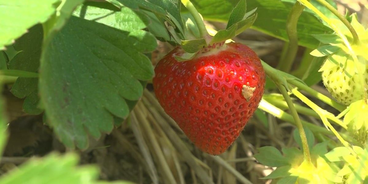 Treworgy Family Orchards Opening Strawberry Fields Saturday treworgy-family-orchards-opening-strawberry-fields-saturday