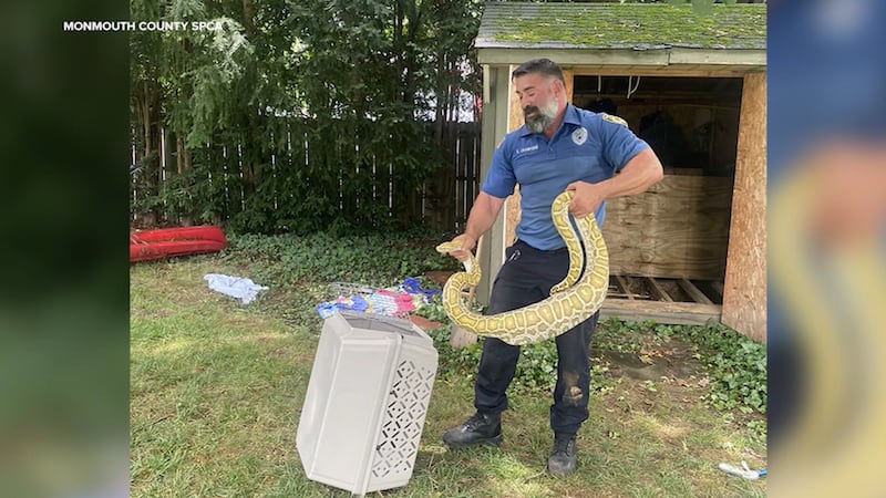 An 8-foot-long Burmese python made itself at home under a couple's backyard shed. Animal...