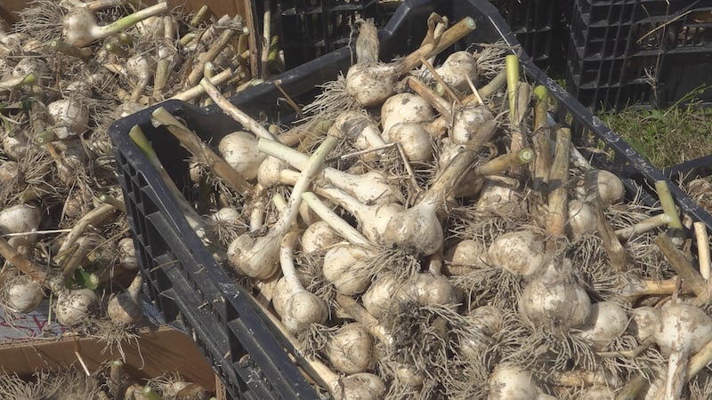 The crop will be properly cured at Village Side Farm in Freedom.