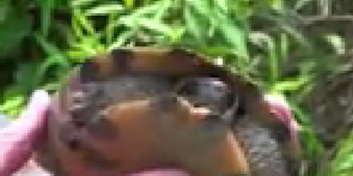 Conservation Sniffing Canines- Part Two