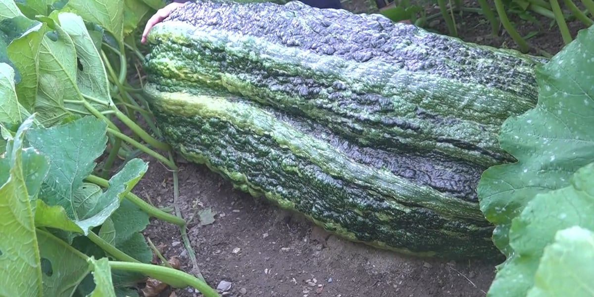 Maine woman’s giant zucchini misses setting U.S. record due to tiny crack