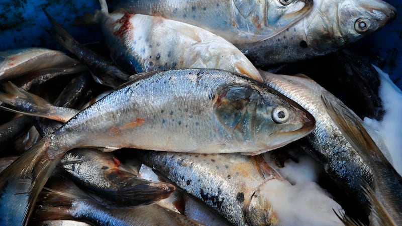 FILE — Frozen and salted menhaden sit in a barrel at a lobster bait warehouse, Thursday, Oct....