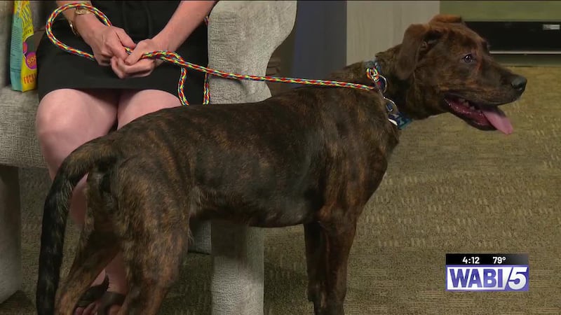 Furry Friends at 4: Bernard