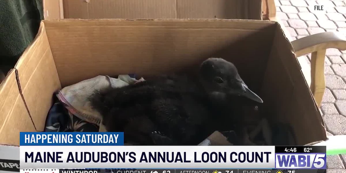 Maine Audobon's annual Loon Count is this Saturday