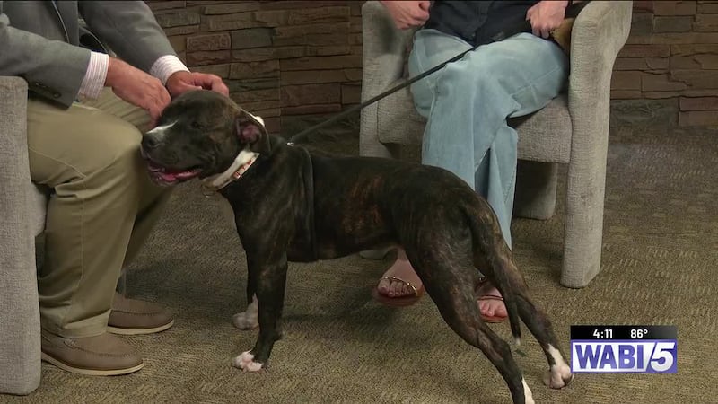 Furry Friends at 4: Jackson