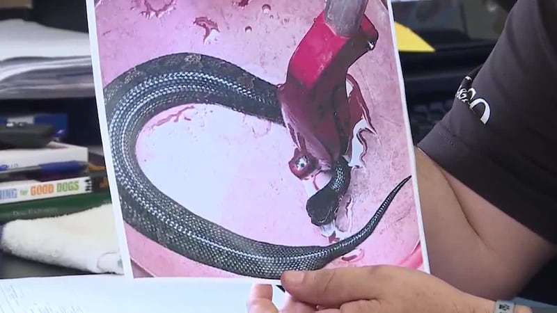 A cottonmouth snake was discovered inside a Maumelle High School football player's helmet...