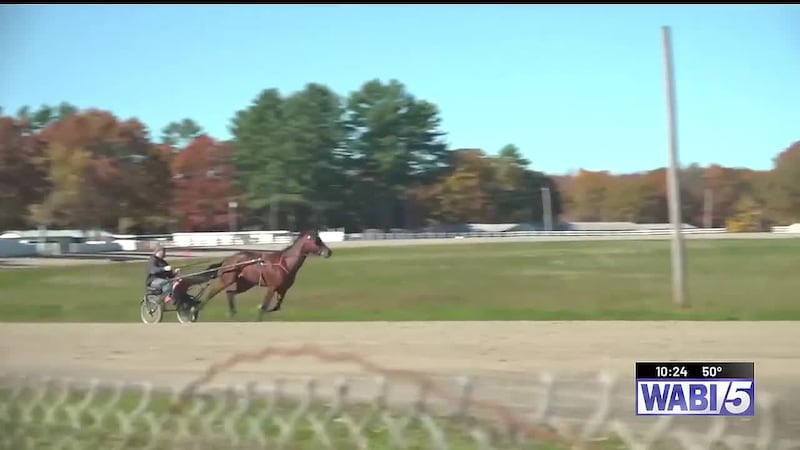 Trainer fined, suspended after horse’s leg breaks through trailer floor on way to Windsor...