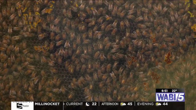 Morning Buzz: Have you ever seen inside of a bee hive? Here's a look!